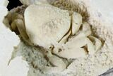 Fossil Crab (Potamon) Preserved in Travertine - Turkey #145059-3